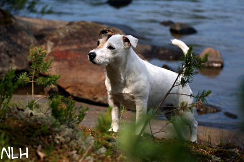 090628 eppu4.JPG - Rantapoika